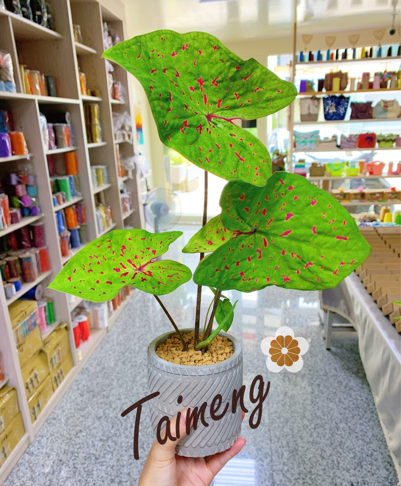 485611258_1070176671823391_1129856808457095514_n